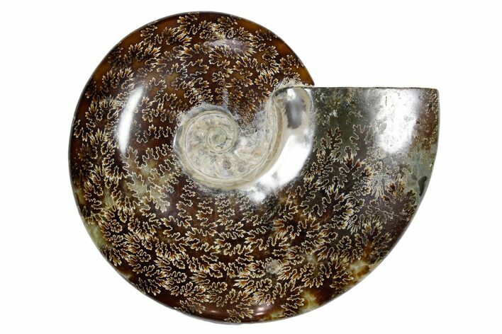 Polished Fossil Ammonite (Cleoniceras) - Madagascar #349184